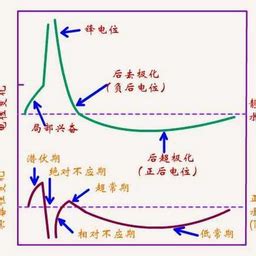 生理意思|生理的解释